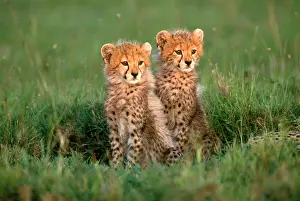 Cheetah Cubs