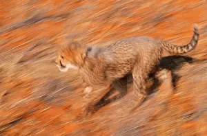 Worlds Prints: Cheetah, Kalahari Desert