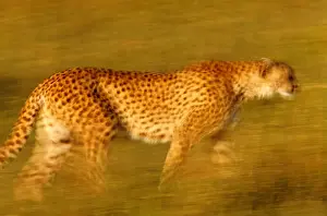 Misc 2 Prints: Cheetah, Masai Mara, Kenya
