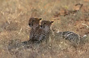 Park Prints: Cheetahs (Acinonyx jubatus jubatus)