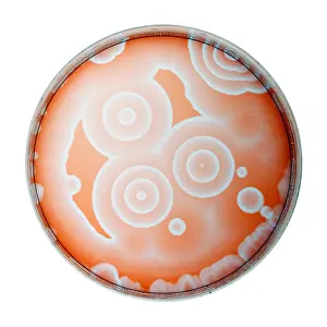 Nature, History, Science Prints: Chemical Waves in BZ Reagent (4 of 9)