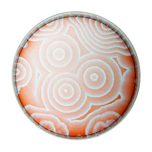 Pattern Prints: Chemical Waves in BZ Reagent (9 of 9)