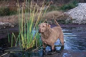 Prints of Chesapeake Bay retriever : Chesapeake Bay Retriever, Standing in Water, Gun Dog or Sporting Dog