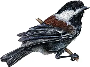 Perched Prints: Chestnut Backed Chickadee