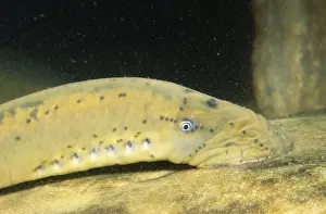 Lamprey Prints: Chestnut Lamprey