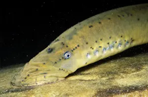 2004 Prints: Chestnut Lamprey