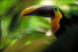 Tropical Prints: Chestnut-mandibled toucan