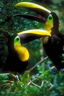 Forest Prints: Chestnut-mandibled toucans
