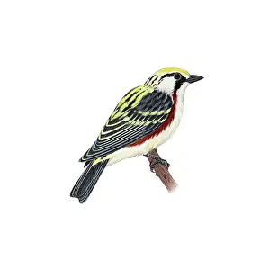 Sided Prints: Chestnut-sided Warbler