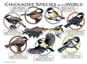 Prints: Chickadee Species of the World