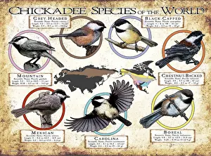 Prints: Chickadee Species of the World
