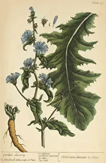 Illustrator Prints: Chicory, Medicinal Plant, 1737