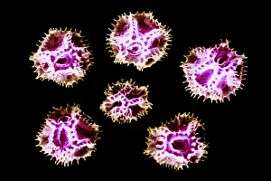 Scanning Prints: Chicory Pollen Grains