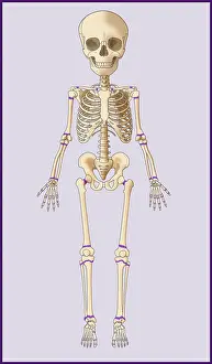 Knee Prints: Child's Skeleton, Growth Plates, Illustration