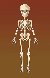 Plate Prints: Child's Skeleton, Growth Plates, Illustration