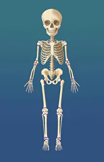 Plate Prints: Child's Skeleton Growth Plates, Illustration