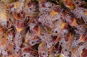 Temperate Prints: Chilean crayfish, Samastacus spinifrons
