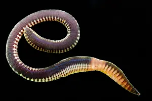 Temperate Prints: Chilean Earthworm