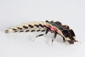 Beetle Prints: Chilean Firefly Larva