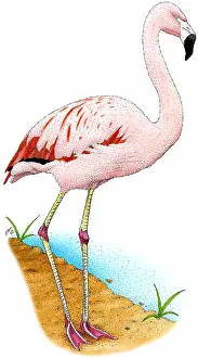 Chilean Prints: Chilean Flamingo