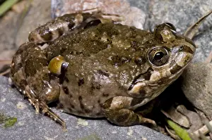 Behavior Prints: Chilean Four-eyed Frog