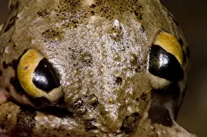 Behavior Prints: Chilean Four-eyed Frog
