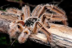 Breeding Prints: Chilean Hairy Tarantula