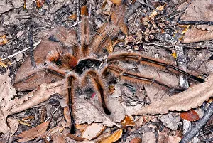 Breeding Prints: Chilean Hairy Tarantula