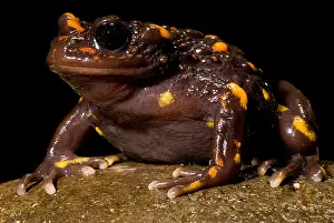 Temperate Prints: Chilean mountains false toad