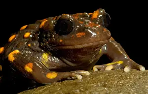 Temperate Prints: Chilean mountains false toad