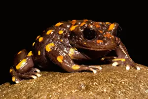 Temperate Prints: Chilean mountains false toad