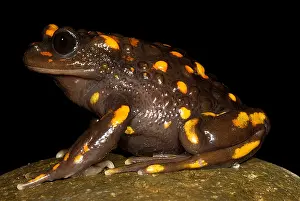 Infection Prints: Chilean mountains false toad