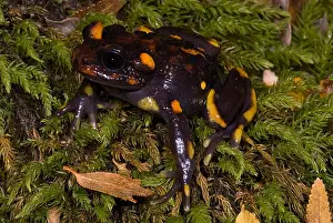 Mountain Prints: Chilean mountains false toad