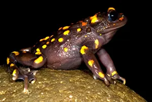 False Prints: Chilean mountains false toad