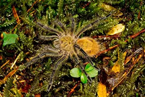 Temperate Prints: Chilean Tarantula