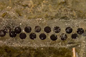 Breeding Prints: Chilean Toad eggs