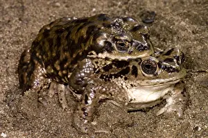 Breeding Prints: Chilean Toads breeding