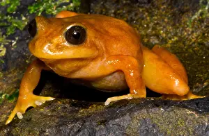 Loss Prints: Chilean Tomato Frog