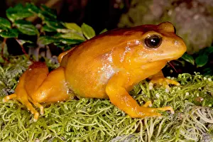 Loss Prints: Chilean Tomato Frog