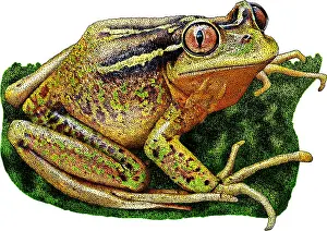 Chilean Prints: Chilean Tree Frog, Illustration