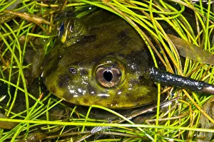 Chilean Prints: Chilean Widemouth Frog