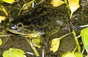 Endemic Prints: Chilean Widemouth Frog
