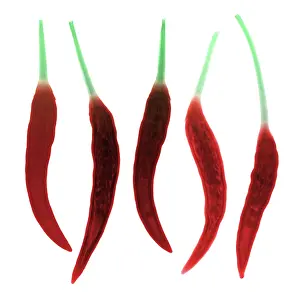Fruit Prints: Chili Peppers, X-ray