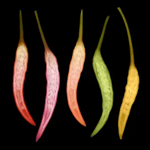 X Rays Prints: Chili Peppers, X-ray