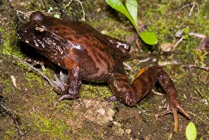 Ground Prints: Chiloe Island Ground Frog