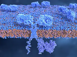 Tumor Prints: Chimeric antigen receptor (CAR)
