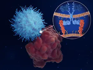 Natural Prints: Chimeric antigen receptor (CAR) therapy: Engineered natural killer cell attacks a cancer cell