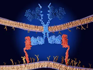 Many Science & Medical Prints: Chimeric antigen receptor (CAR) therapy: Engineered receptor binds to CD19-antigen