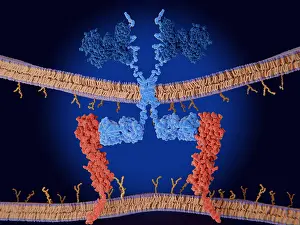 System Prints: Chimeric antigen receptor (CAR) therapy: Engineered receptor binds to PD-L1 on a cancer cell