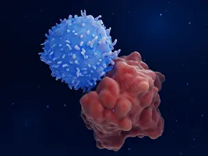 System Prints: Chimeric antigen receptor (CAR) therapy: Engineered T-cell attacks a leukemia cell